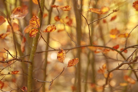 Herbstlichen Nachbarschaftsfragen: Laub, Äpfel & Igelschutz